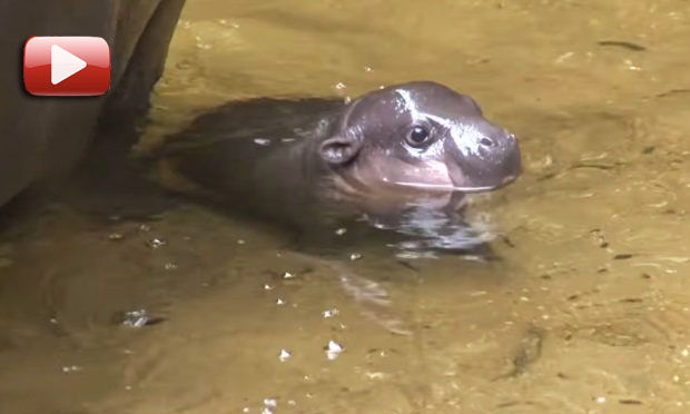 video de hipopotamo bebe nadando
