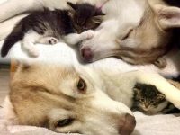 perro adopta gatito video