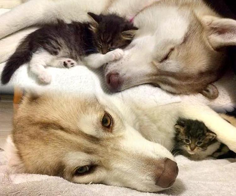 perro adopta gatito video