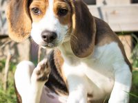 mi perro se rasca mucho