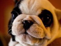 nombres de perritas en japones