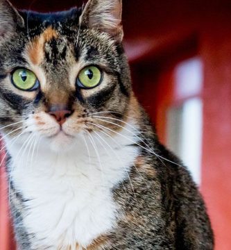 nombres para gatas tricolor