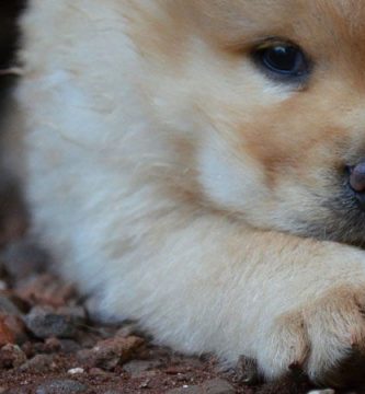nombres japoneses para perro macho
