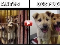video perros rescatados china