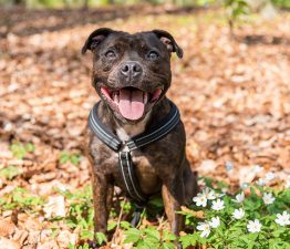 Staffordshire bull terrier