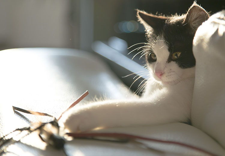 porque gatos tiran cosas al piso suelo