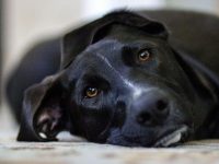 primer celo en perros