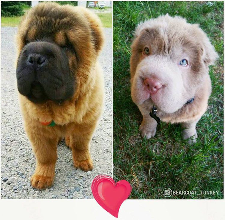 perrito que parece un oso