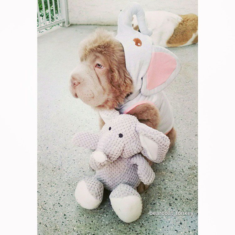 perrito que parece un oso osito