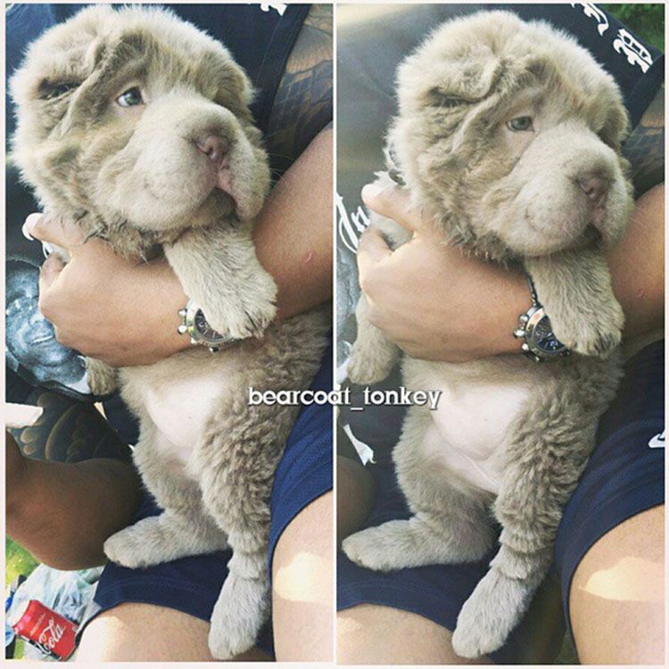 perrito parece oso de peluche fotos video tonkey