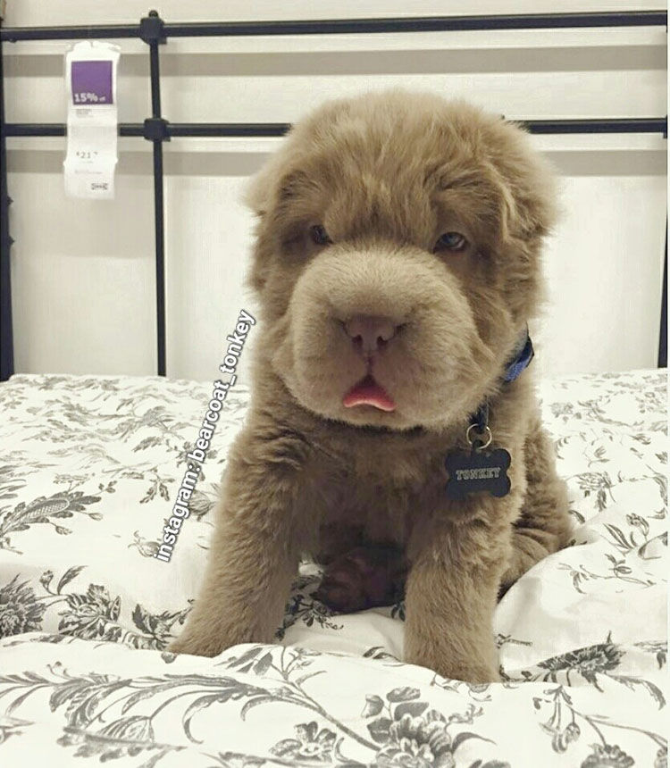 cachorro sharpei oso fotos video tonkey