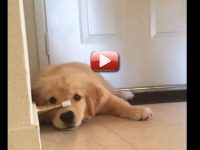 video cachorro golden juega puerta