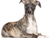 whippet