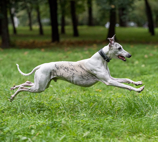 whippet velocidad