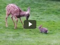 Bambi en la vida real