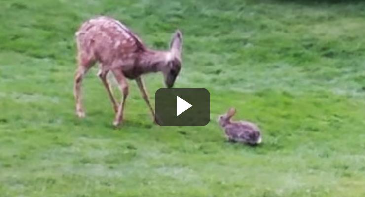 Bambi en la vida real