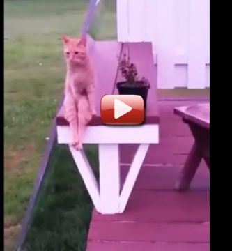 video gato sentado como humano