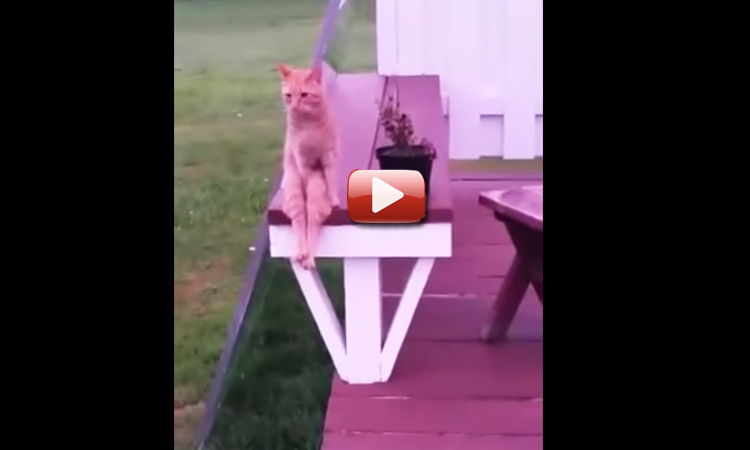video gato sentado como humano