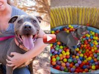 perro en adopcion 4 años video viral