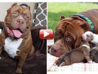 videos de pitbull mas grande del mundo