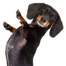 Teckel o Dachshund