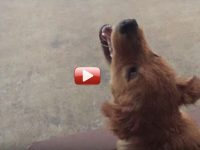 perro ve lluvia primera vez