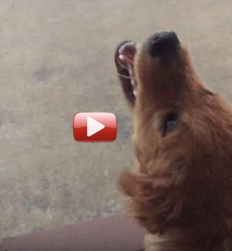 perro ve lluvia primera vez