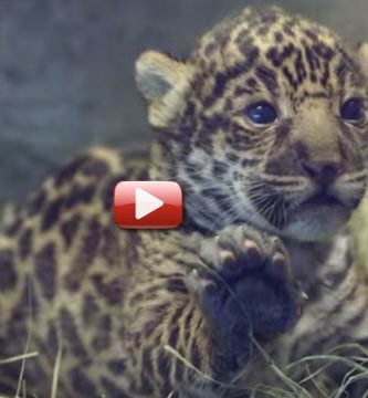 video jaguar bebé