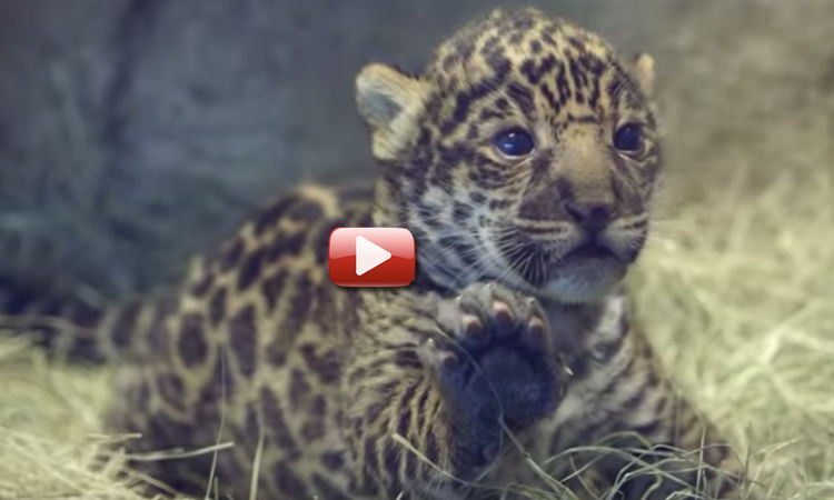 video jaguar bebé