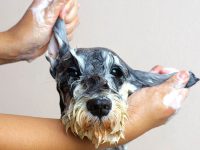 cada cuánto se baña a un perro