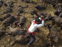 prohiben festival matanza animales bufalos nepal gandimai