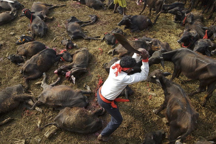 prohiben festival matanza animales bufalos nepal gandimai