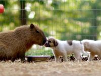 video capibara adopta cachorros huerfanos