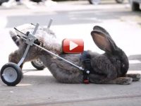 video conejo silla de ruedas