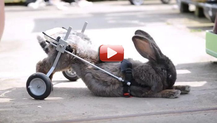 video conejo silla de ruedas