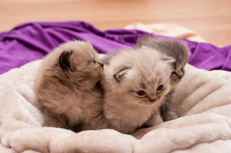 cuantos gatos puede tener una gata