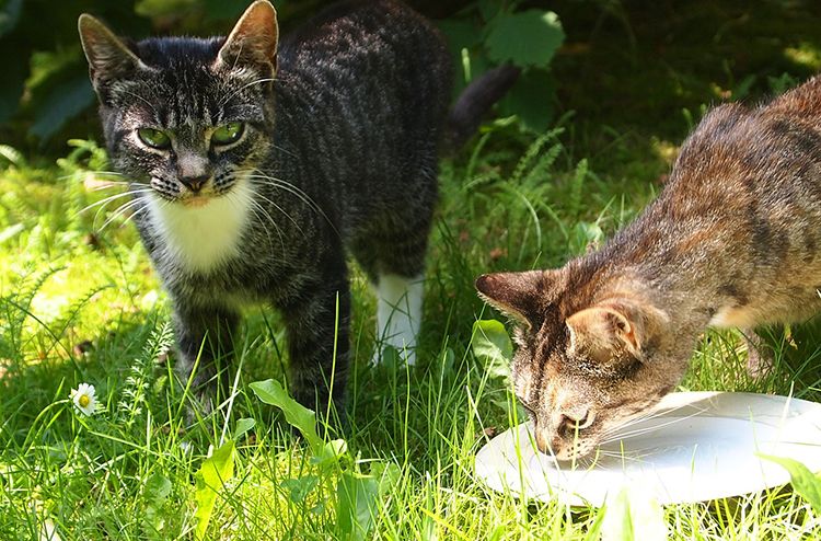 gatos pueden beber té verde