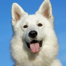 Pastor alemán Blanco (Blanco suizo)