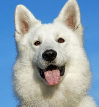 pastor alemán blanco