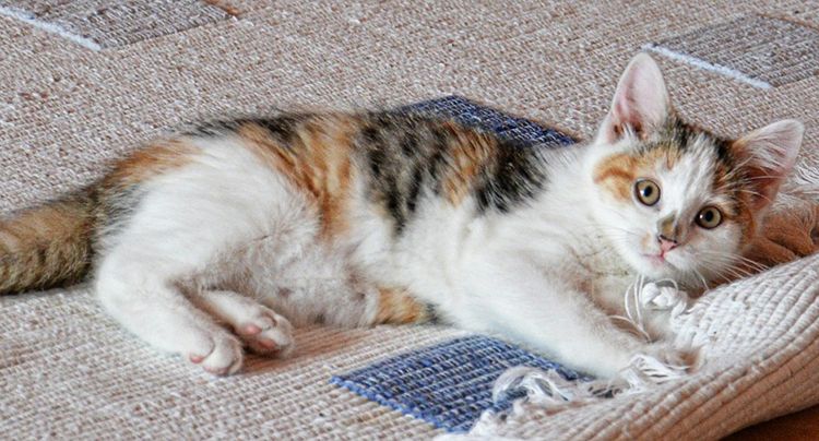 se puede esterilizar una gata preñada
