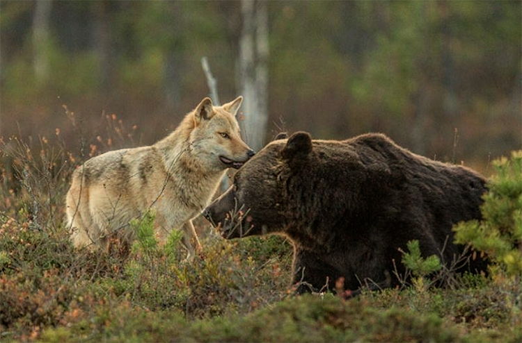 lobo y oso amistad fotografias