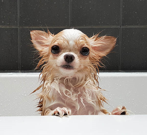 frecuencia bañar perro