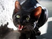 mi gato agresivo con niños