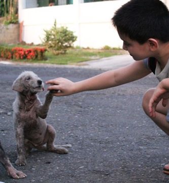 niño rescata perros callejeros
