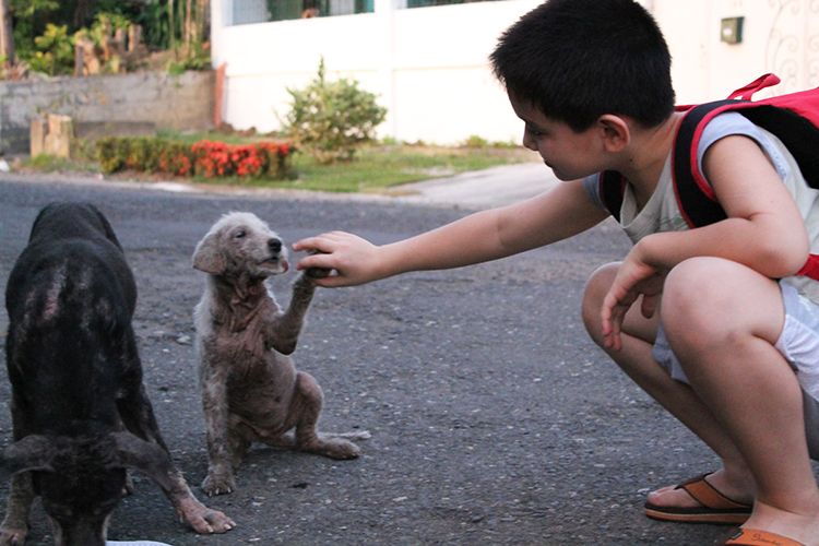 niño rescata perros callejeros