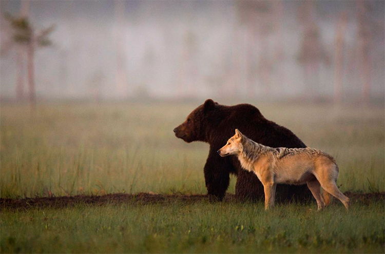 amistad lobo oso fotos