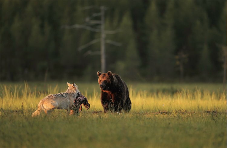 oso y lobo amigos fotografias