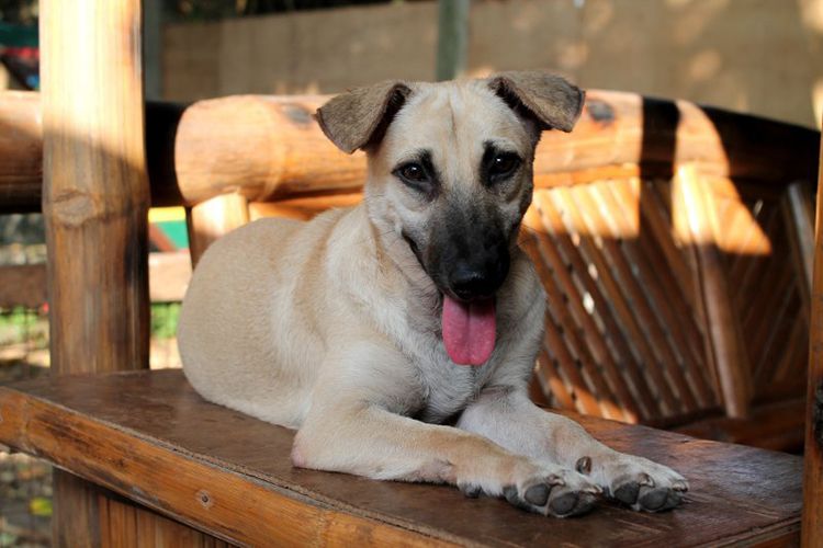 niño filipino crea refugio perros abandonados