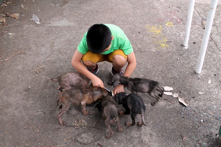 niño salva perros abandonados para adopcion