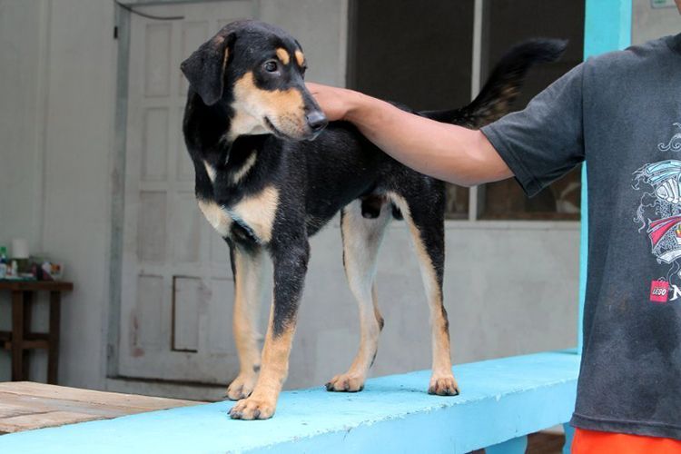 niño recoge salva perros abandonados